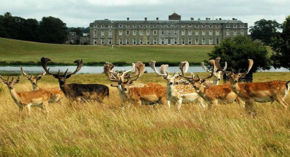 “rhubarb” Cranleigh and Petworth House